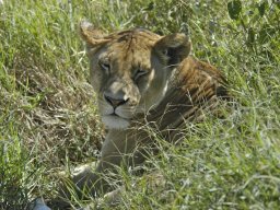 Seronera_and_Lobo2003-018